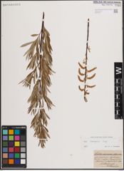 Foto von Salix eleagnos Scop.